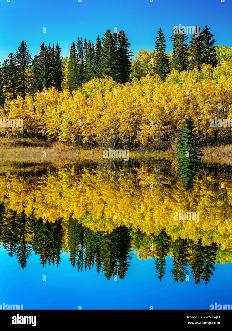 Green trees by lake hi-res stock photography and images - Alamy