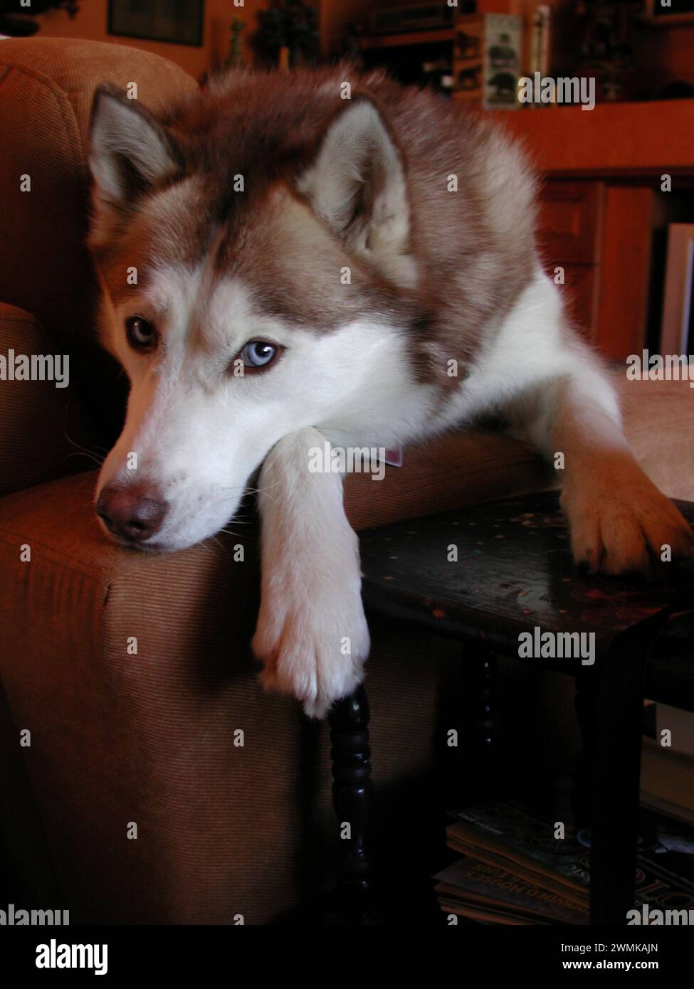 Domesticated wolf (Canis lupus) lying on a chair in a home Stock Photo