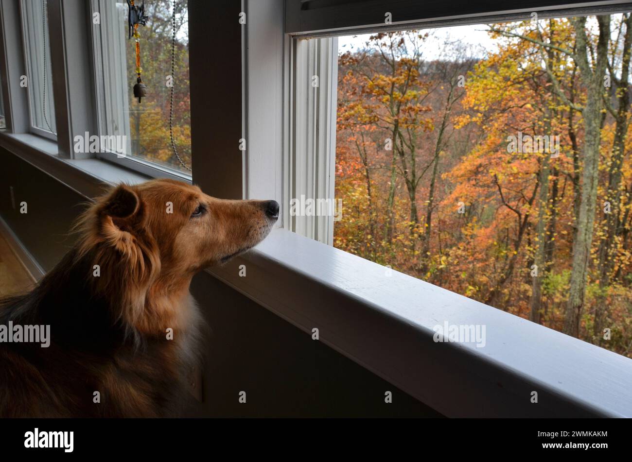 Dog looks out an open window at fall foliage Stock Photo