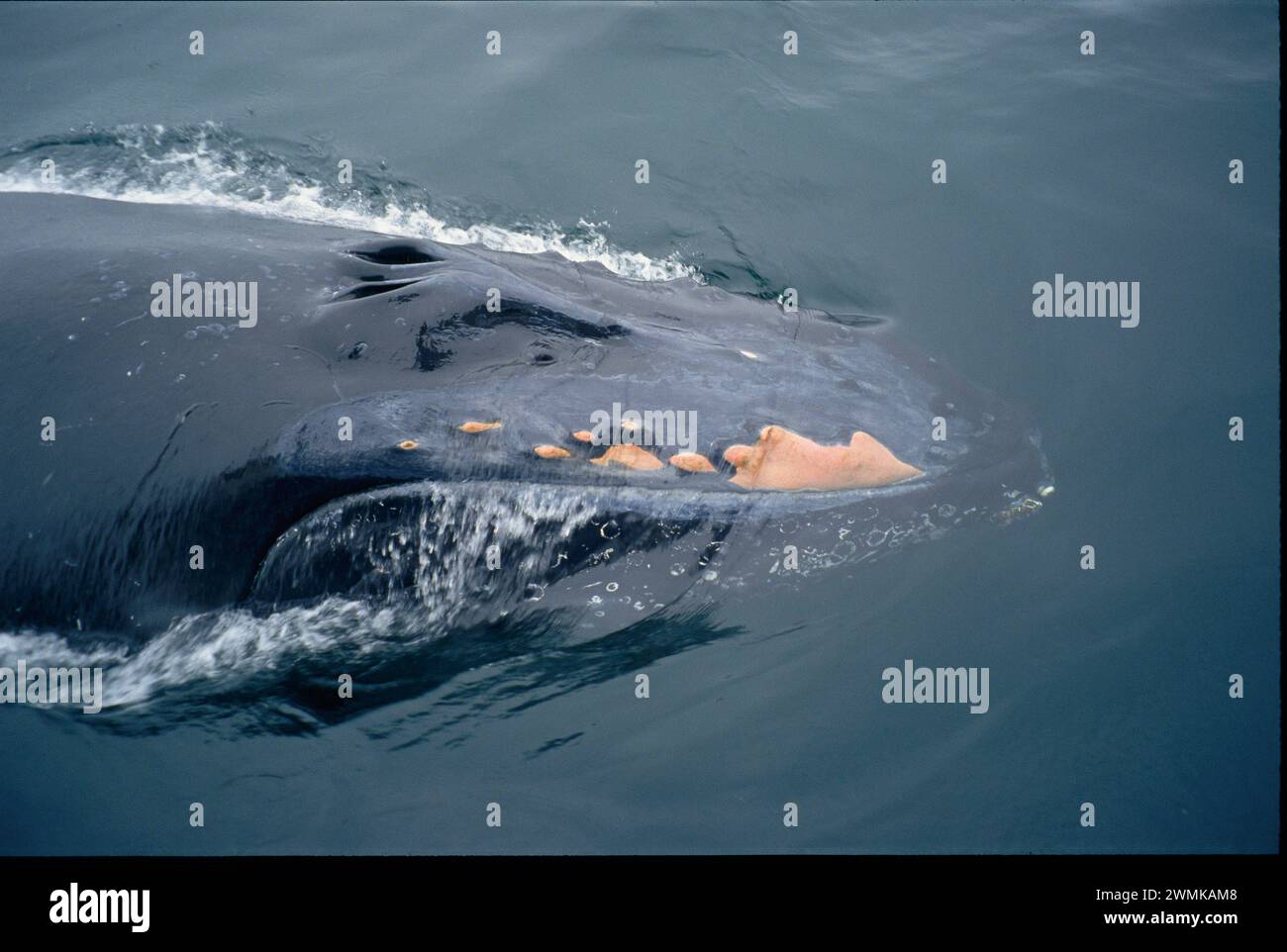 Humpback whale (Megaptera novaeangliae) on the water's surface; Maine, United States of America Stock Photo