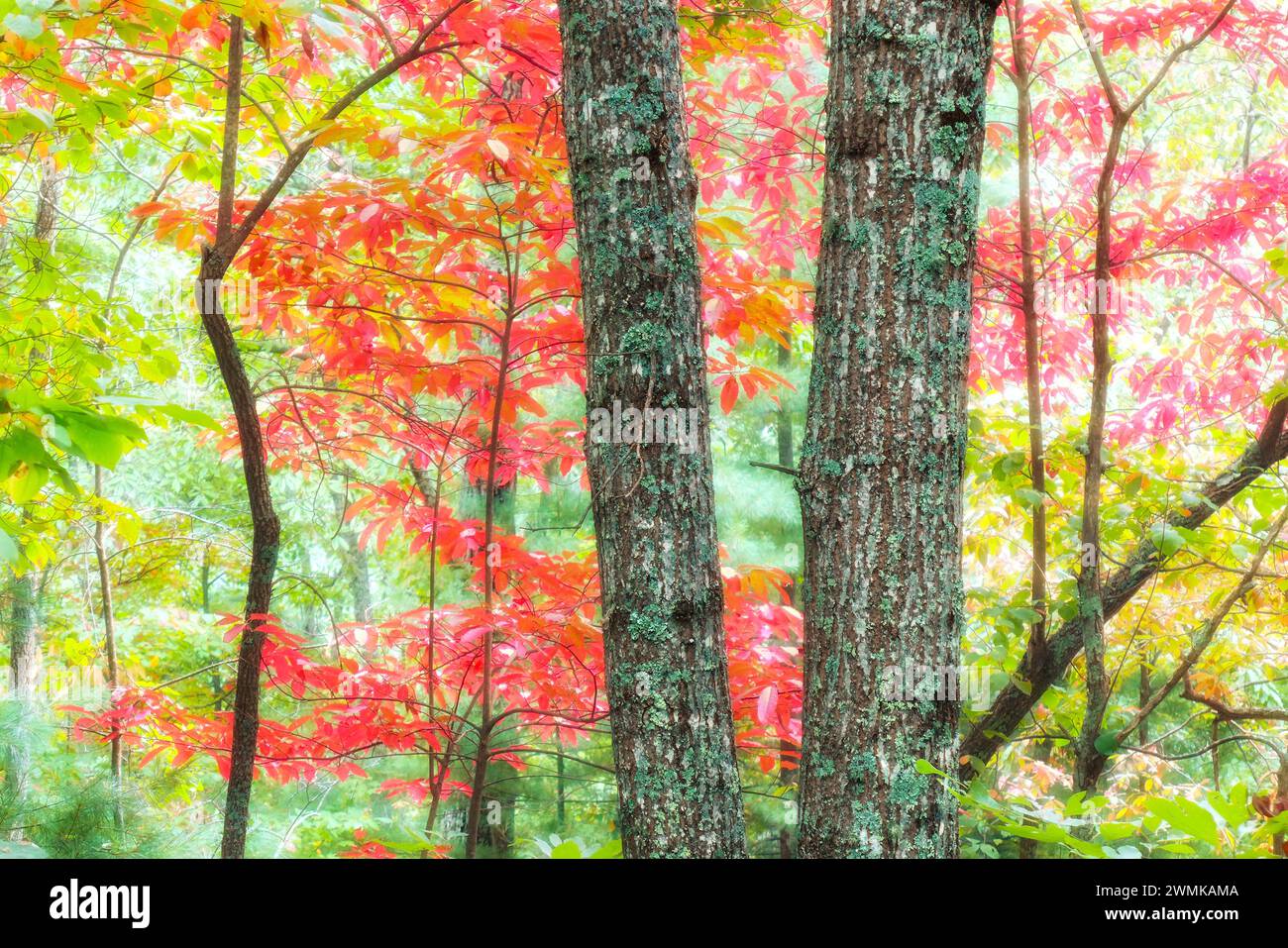 Green lichen covers twin tree trunks near red sourwood leaves (Oxydendrum arboreum) on a misty autumn day Stock Photo