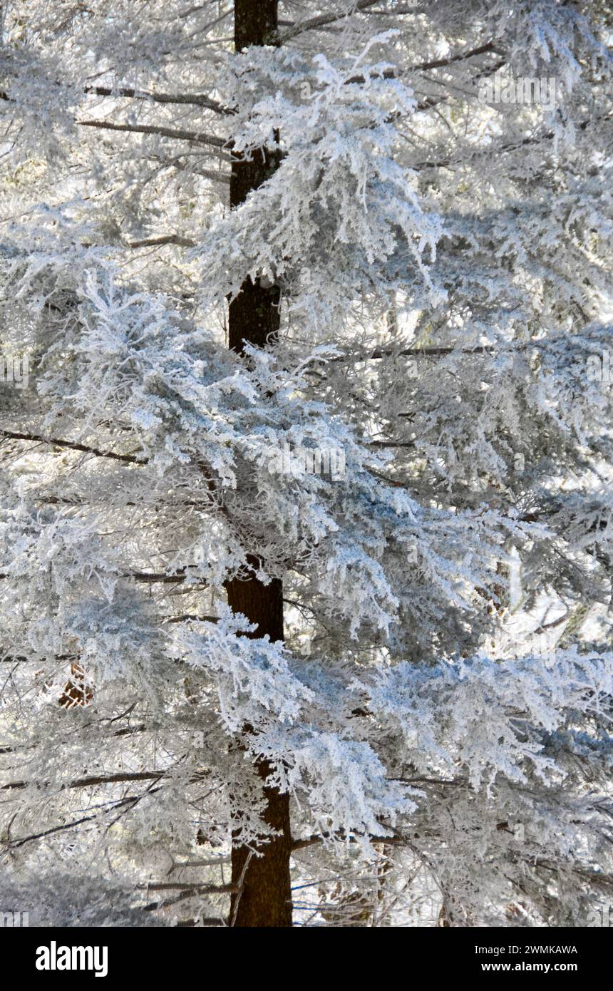 Rime ice coats an endangered Hemlock tree Stock Photo