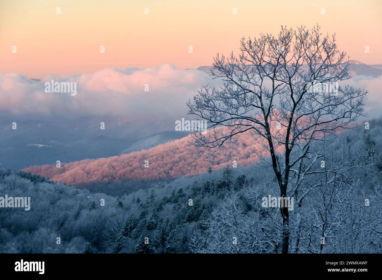 Sunrise turns the rime ice pink on the trees over the mountains Stock Photo