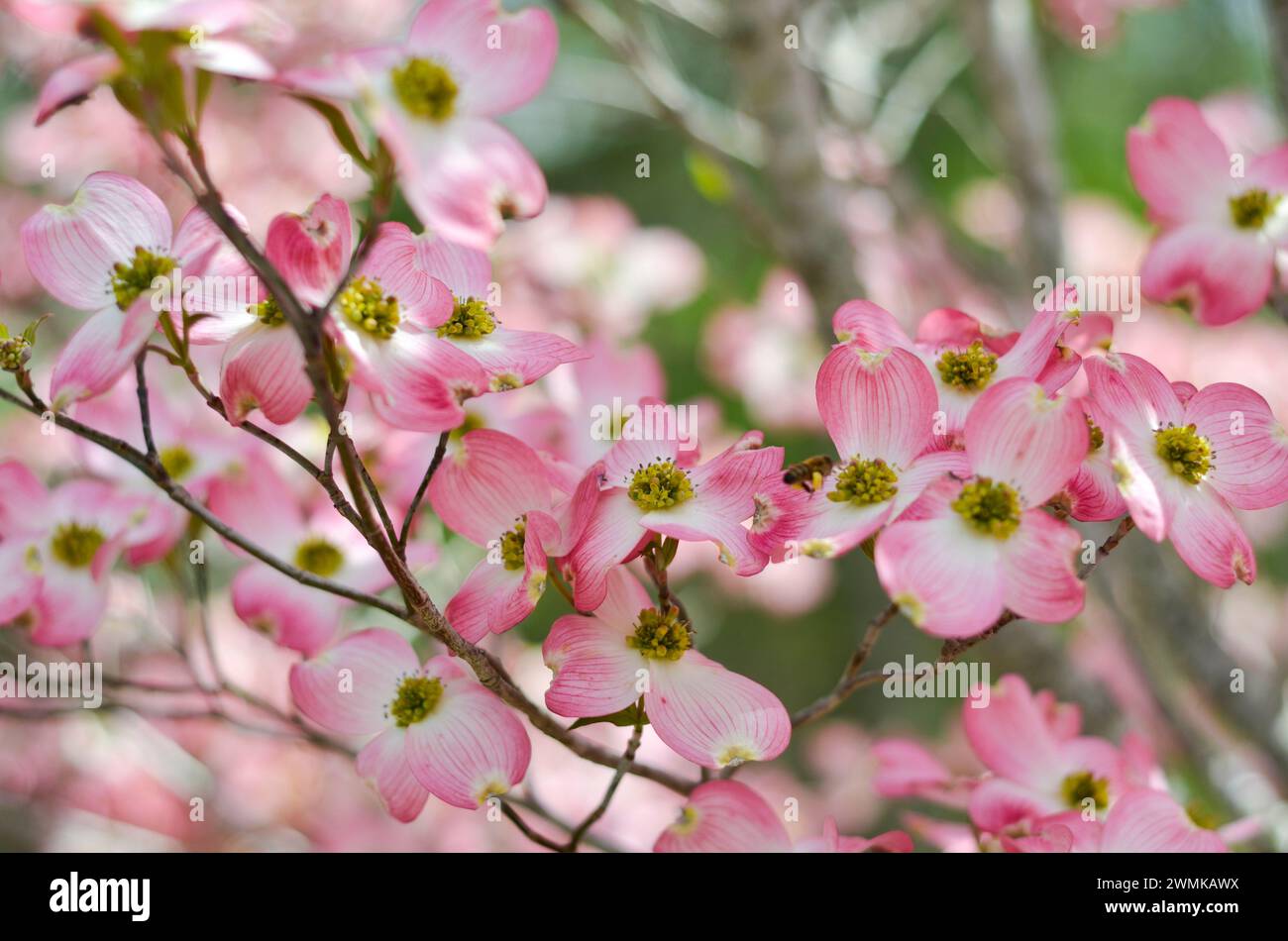 Close-up of pink Dogwood blossoms (Cornus sp.); Fairview, North ...