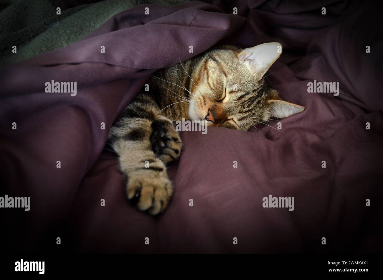 Cat sleeping between sheets on a bed Stock Photo