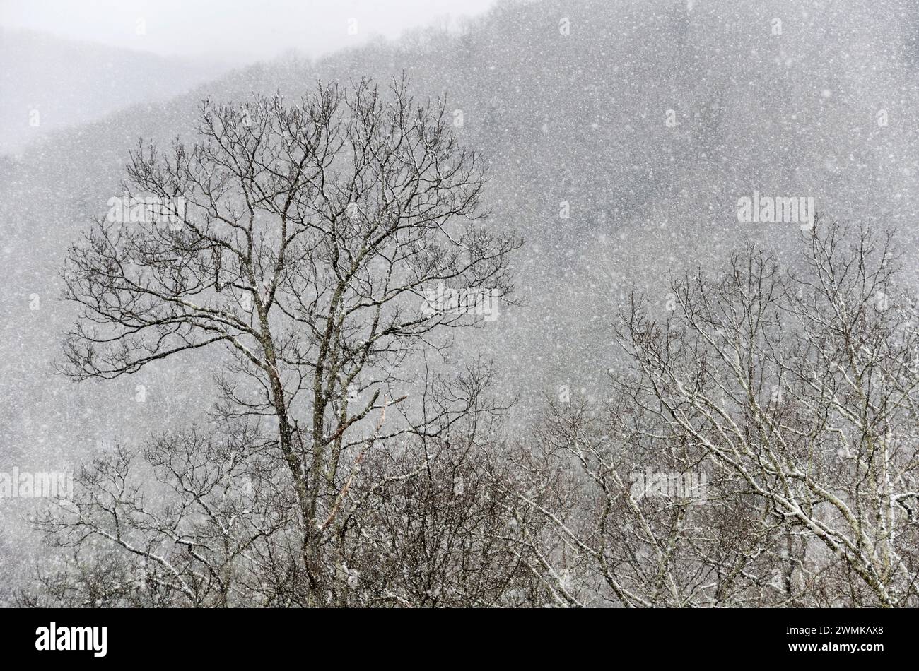 Heavy snow falling over trees and a mountainside Stock Photo