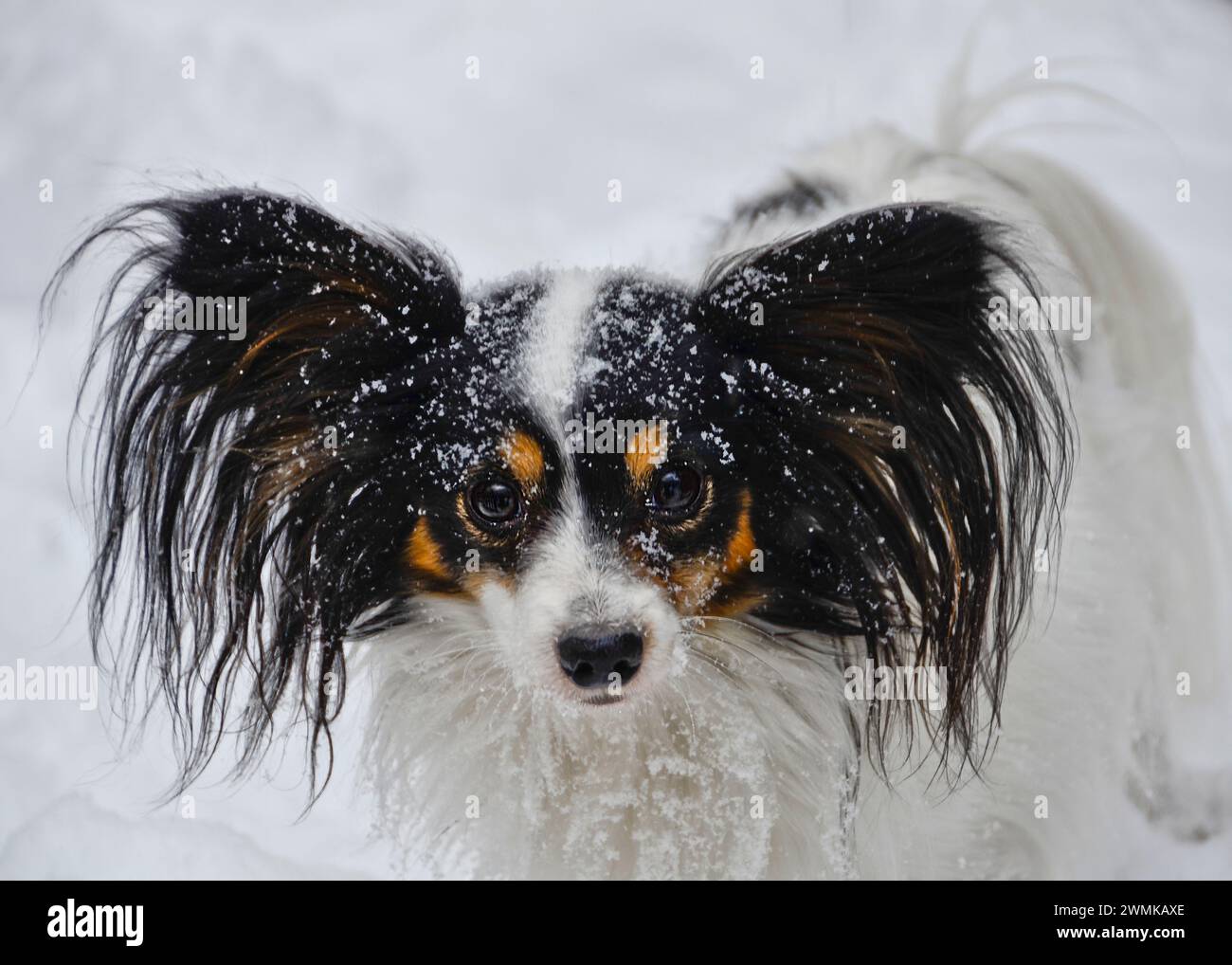 Portrait of a Papillon dog in the snow Stock Photo