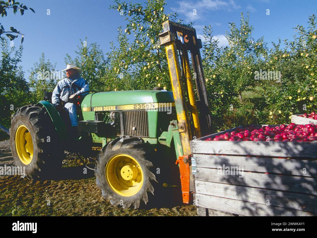 Tractor used to load freshly picked apple filled crates at the Lerew Orchards in Adams County. Pennsylvania is the 5th largest apple producer in the U Stock Photo