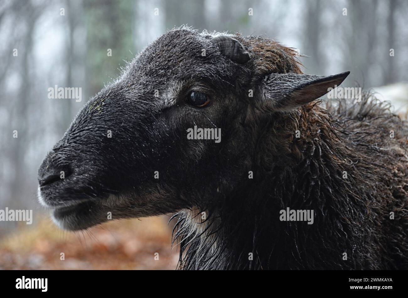Portrait of a mixed Soay ram (Ovis aries) in the rain Stock Photo