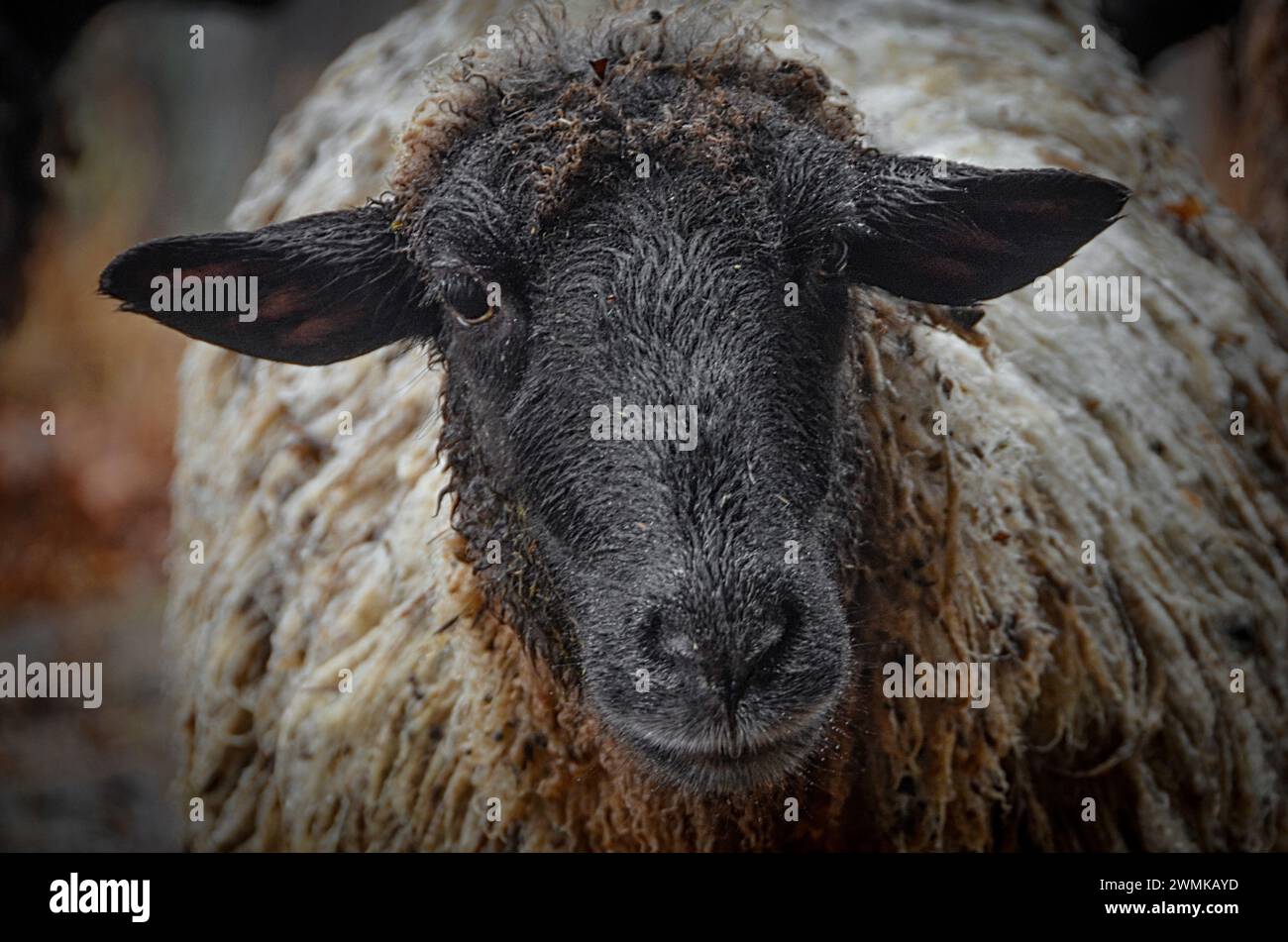 Close-up portrait of a mixed breed sheep ewe (Ovis aries) Stock Photo