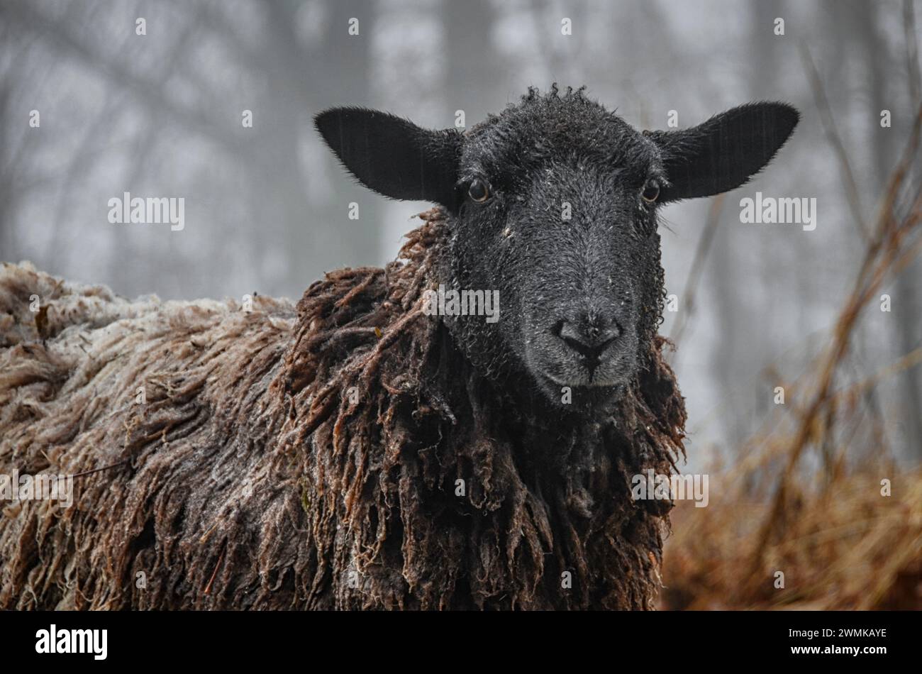 Close-up portrait of a mixed breed sheep ewe (Ovis aries) in the rain Stock Photo