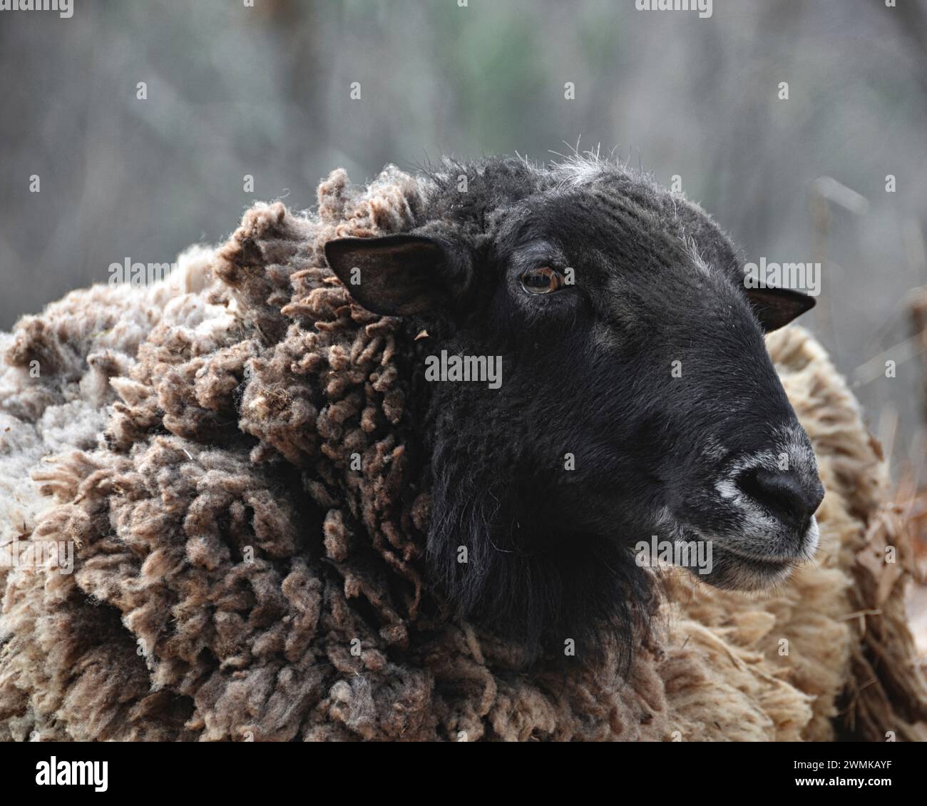 Close-up portrait of a mixed breed sheep ram (Ovis aries) Stock Photo
