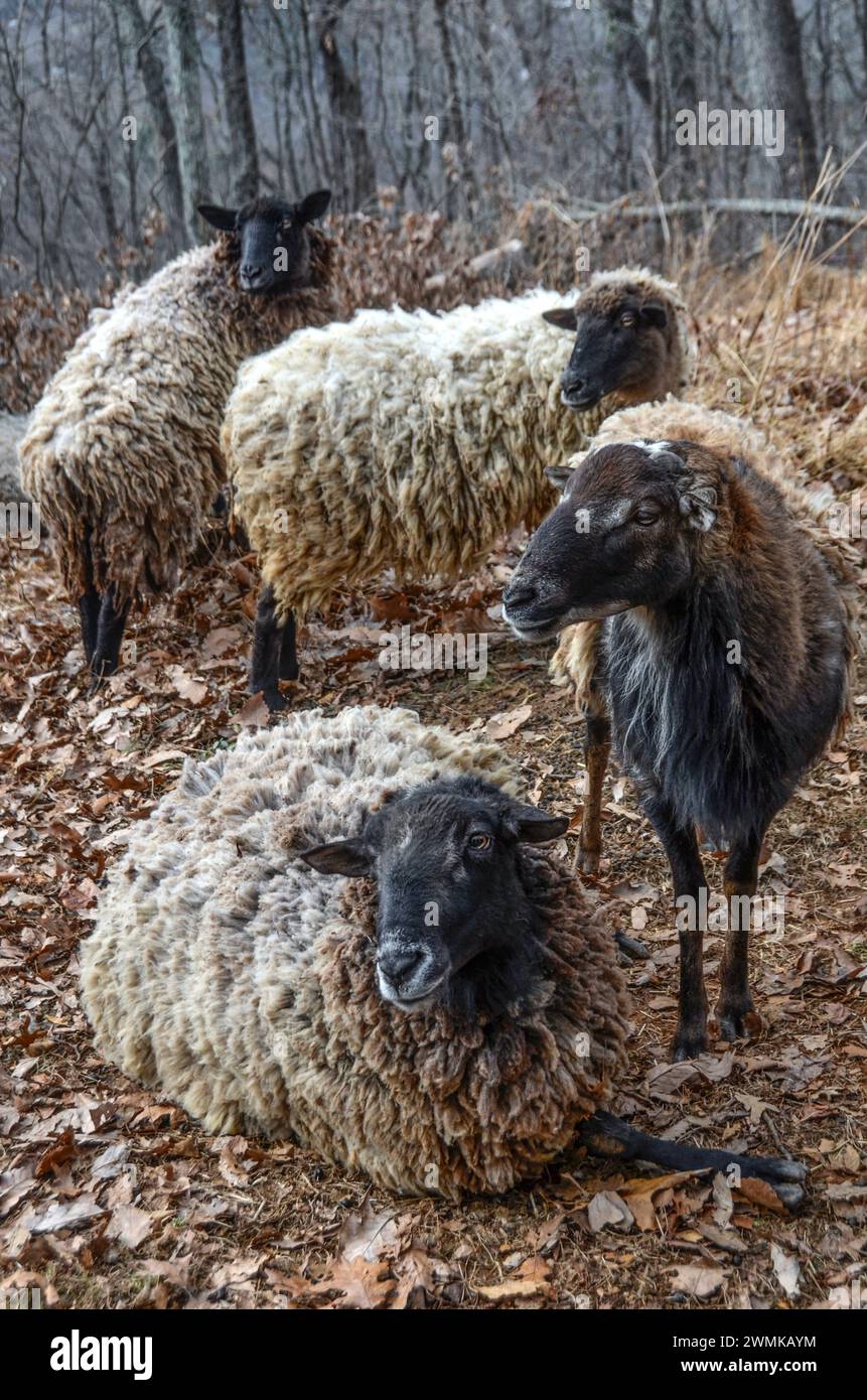 Small flock of mixed breed sheep (Ovis aries) with the two rams in the foreground Stock Photo