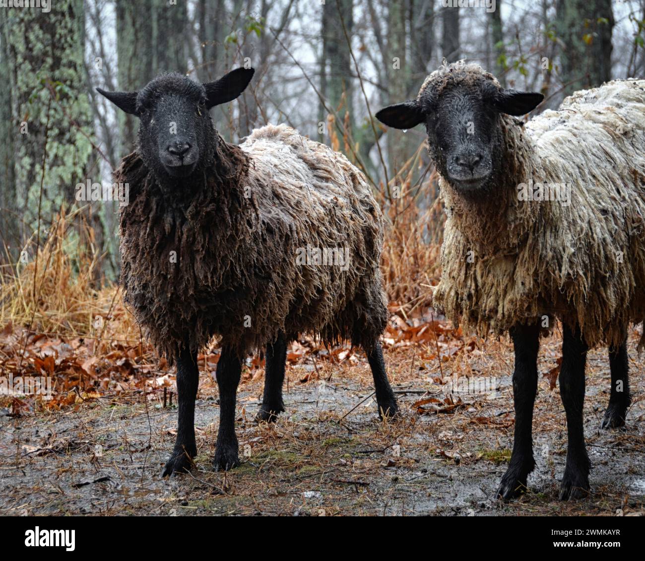 Two mixed breed ewes (Ovis aries) stand in the rain Stock Photo