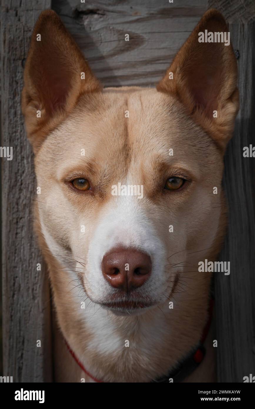 Close-up portrait of a dog with it's head between fence boards Stock Photo