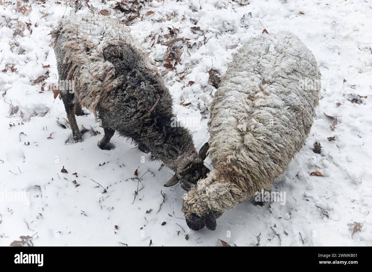 Two mixed breed sheep (Ovis aries) as seen from above, covered in snow Stock Photo