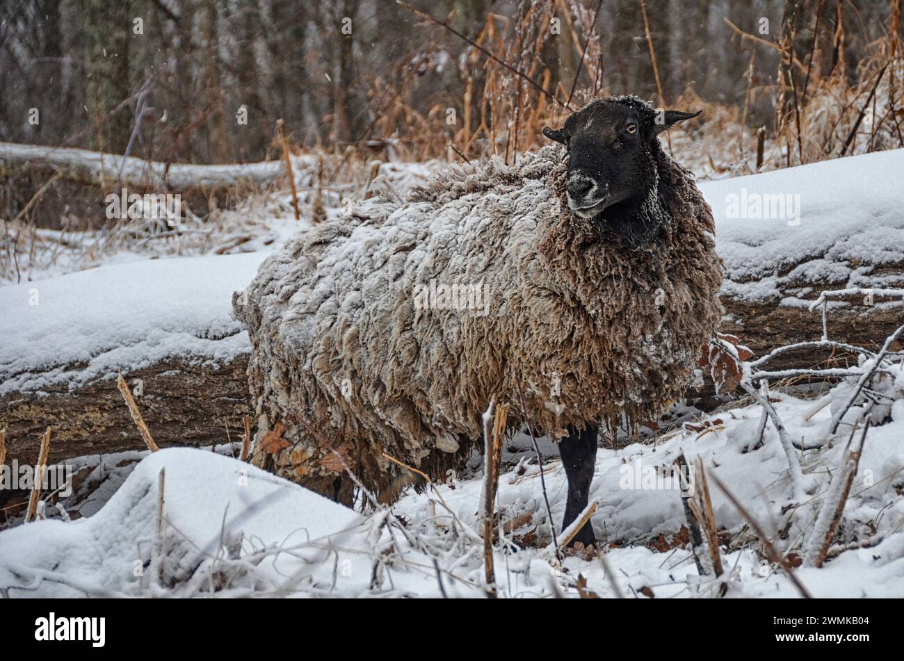 Mixed Brazilian short-hair sheep ram (Ovis aries) stands covered in snow and ice.  The insulation of their wool keeps warmth in so that the snow do... Stock Photo