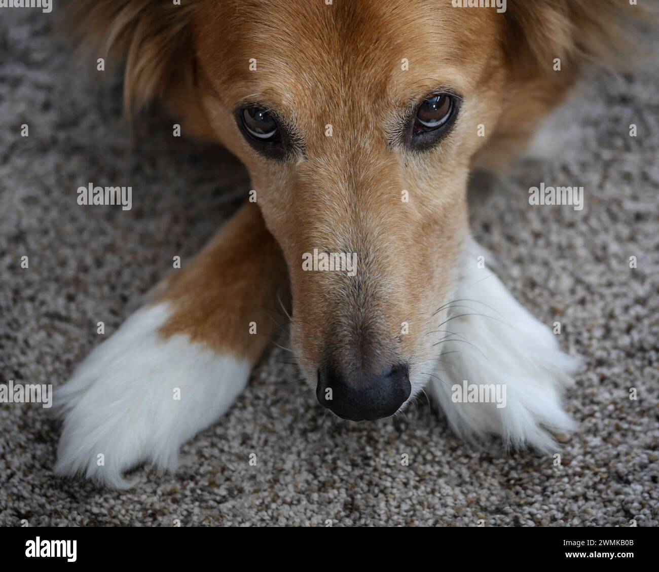 Portrait of a dog lying on carpet with his feet crossed under his head, looking up at the camera with sad eyes Stock Photo