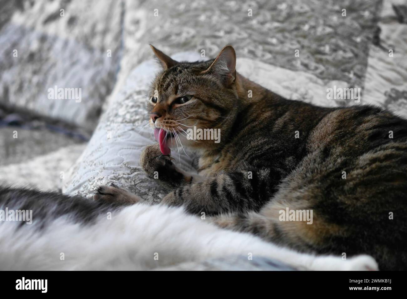 Tabby cat cleans its claws Stock Photo