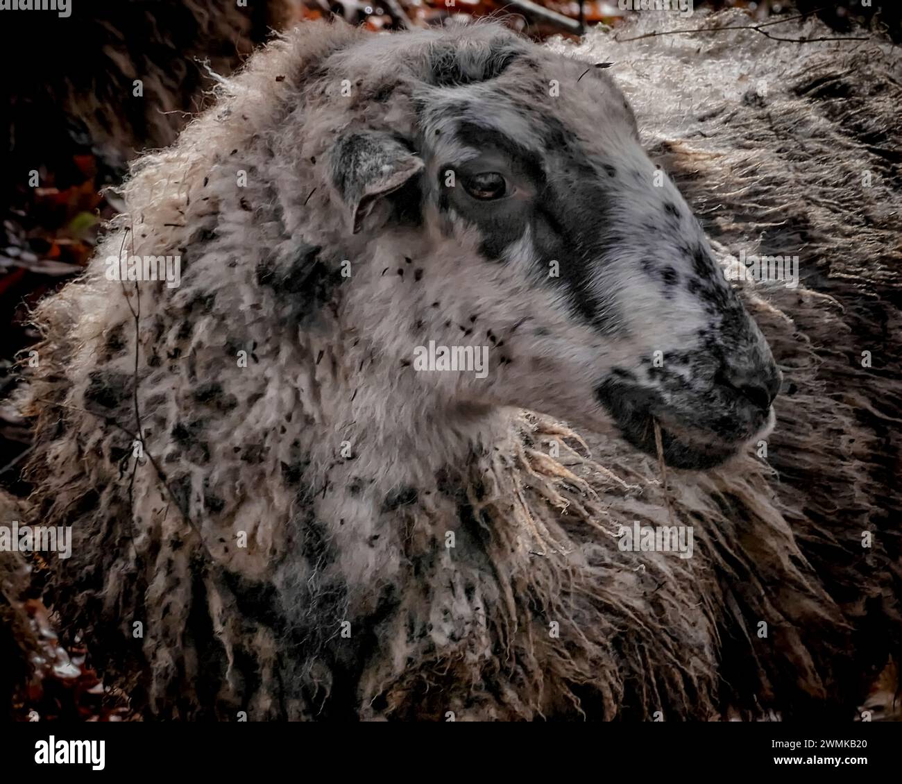 Profile portrait of an ewe (Ovis aries) covered in branches, burrs, and other seeds after roaming through the woods Stock Photo