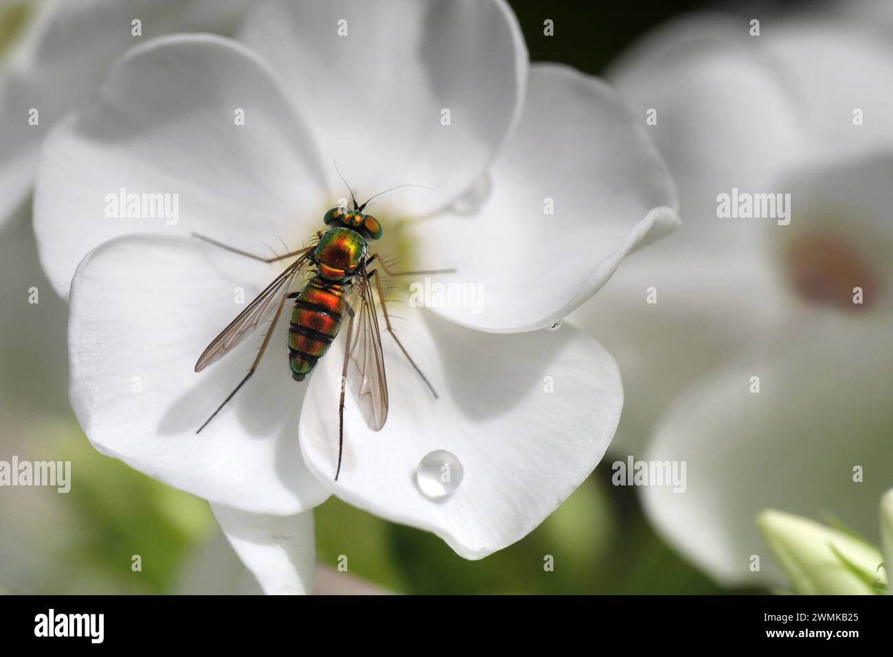 Iridescent fly rests on a white phlox blossom next to a drop of water; Weaverville, North Carolina, United States of America Stock Photo