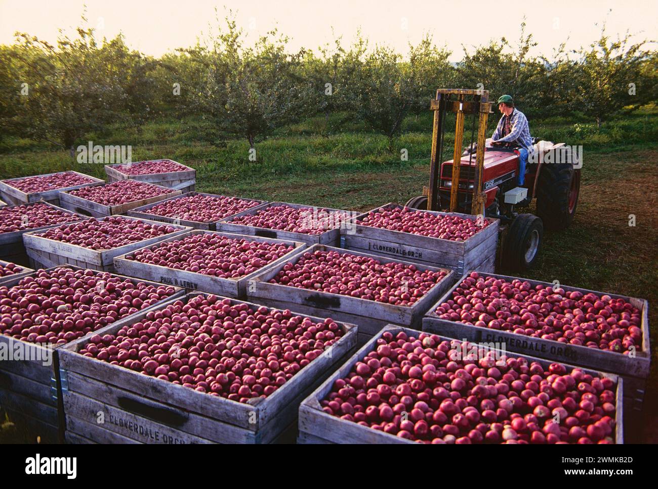 Tractor used to load freshly picked apple filled crates at the Lerew Orchards in Adams County. Pennsylvania is the 5th largest apple producer in the U Stock Photo