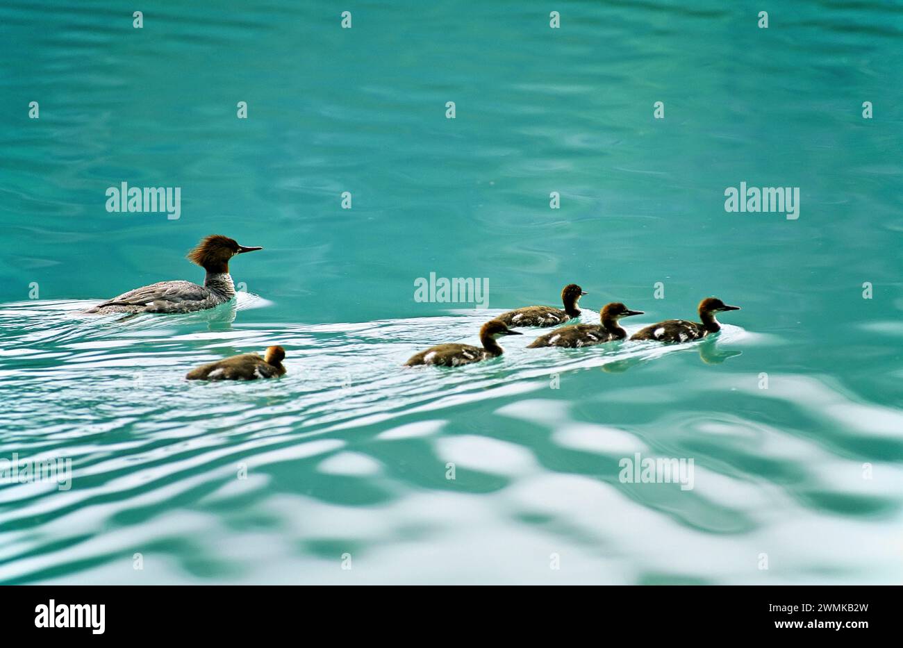 Family of Merganser ducks (Mergus merganser) swim in a lake in Yoho National Park; British Columbia, Canada Stock Photo