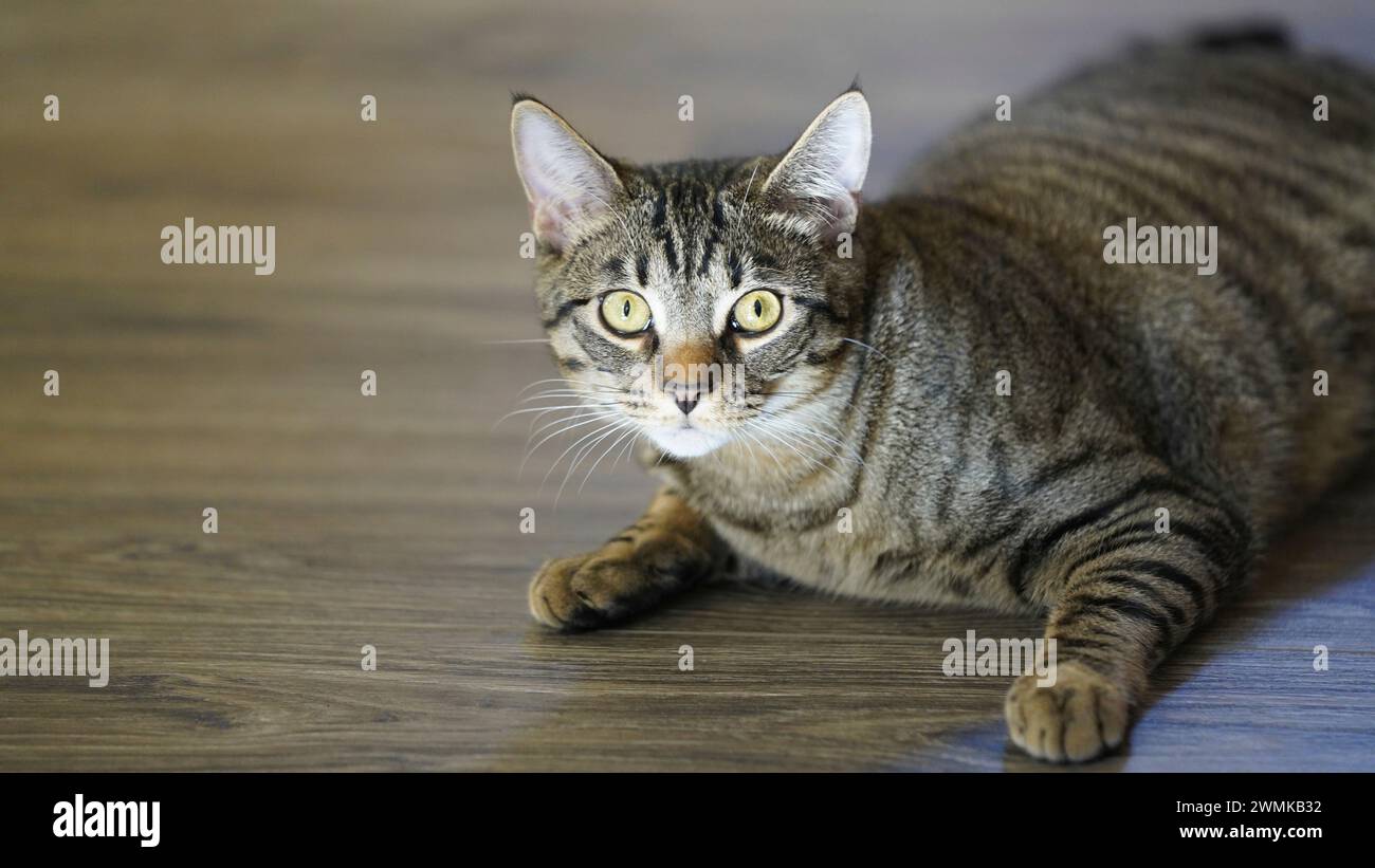 Cute cat on floor house hi-res stock photography and images - Alamy