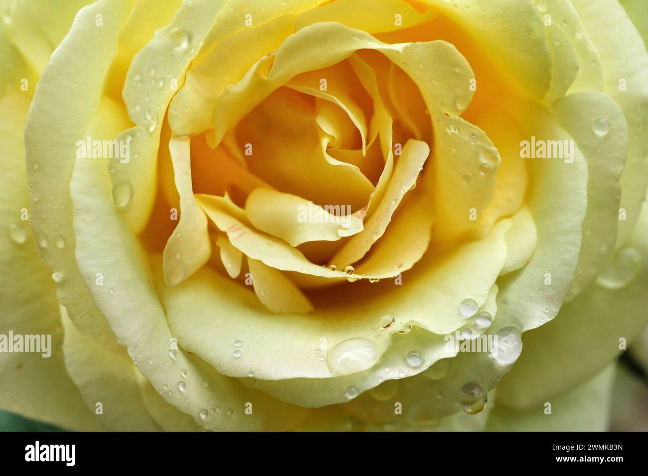Raindrops rest on the petals of a yellow rose; Weaverville, North Carolina, United States of America Stock Photo