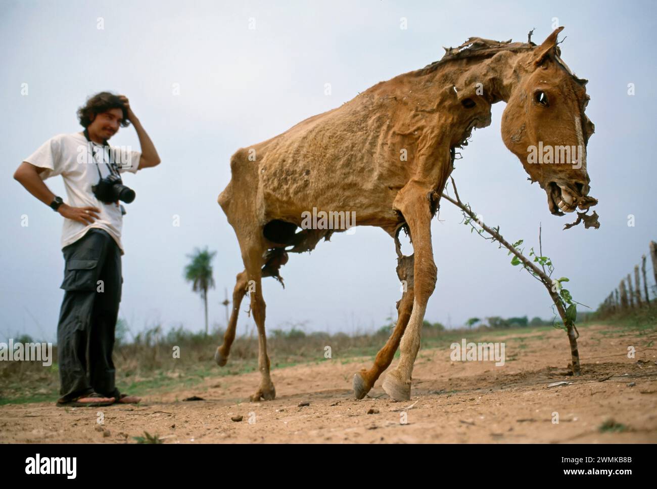 Brazilian man ponders a dried horse carcass; Pantanal Region, Brazil Stock Photo