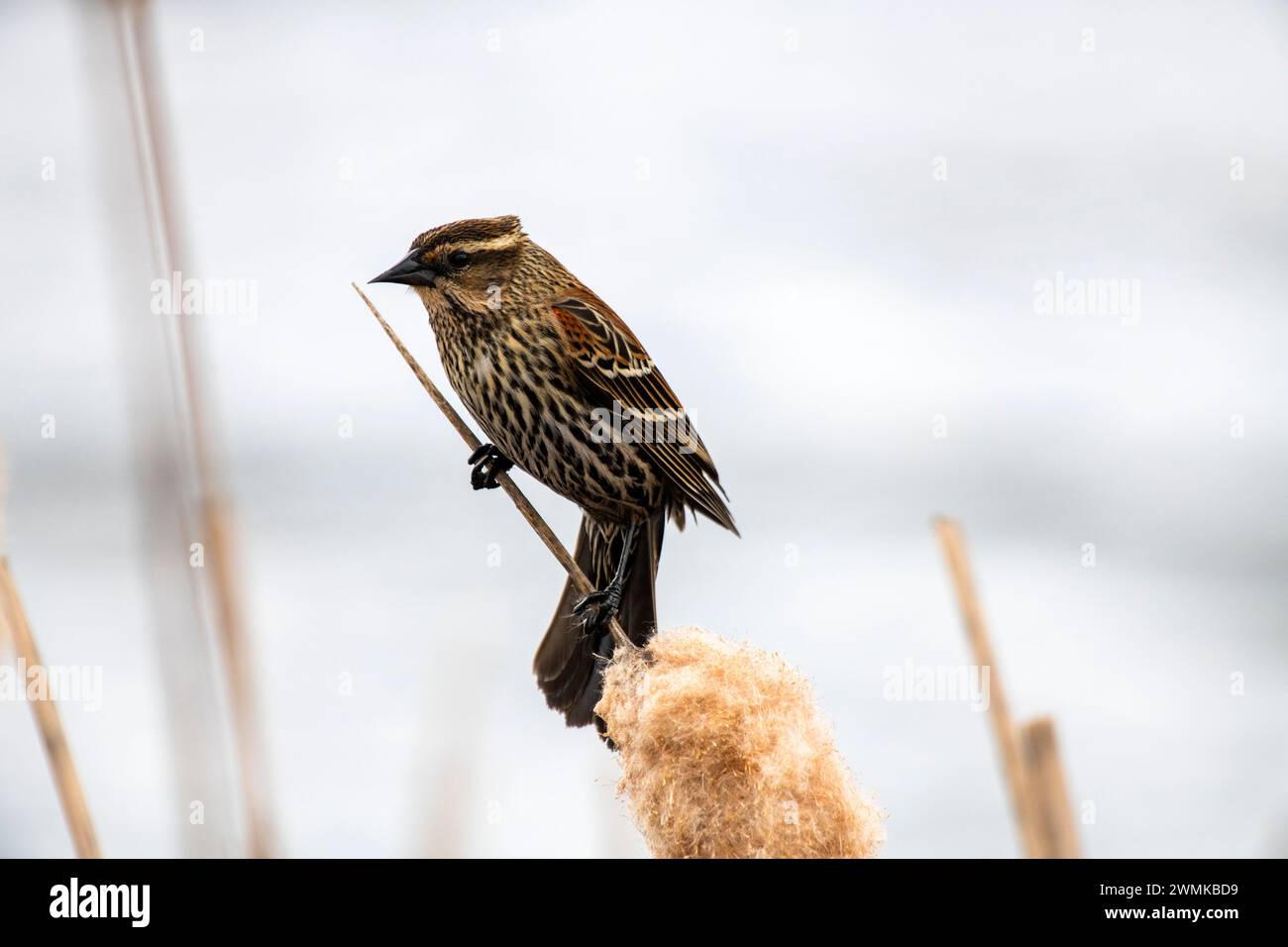 Close-up portrait of a female red-winged blackbird (Agelaius phoeniceus) perched on a cattail near 108 Mile Heritage House on the Cariboo Highway i... Stock Photo