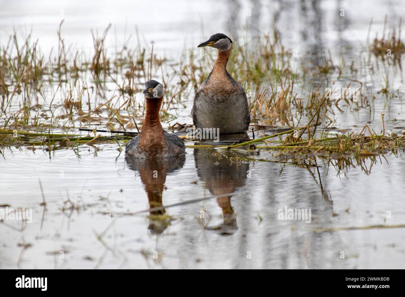 Close-up portrait of a pair of mating, red-necked grebes (Podiceps grisegena) swimming close to shore near 108 Mile Heritage House on the Cariboo H... Stock Photo