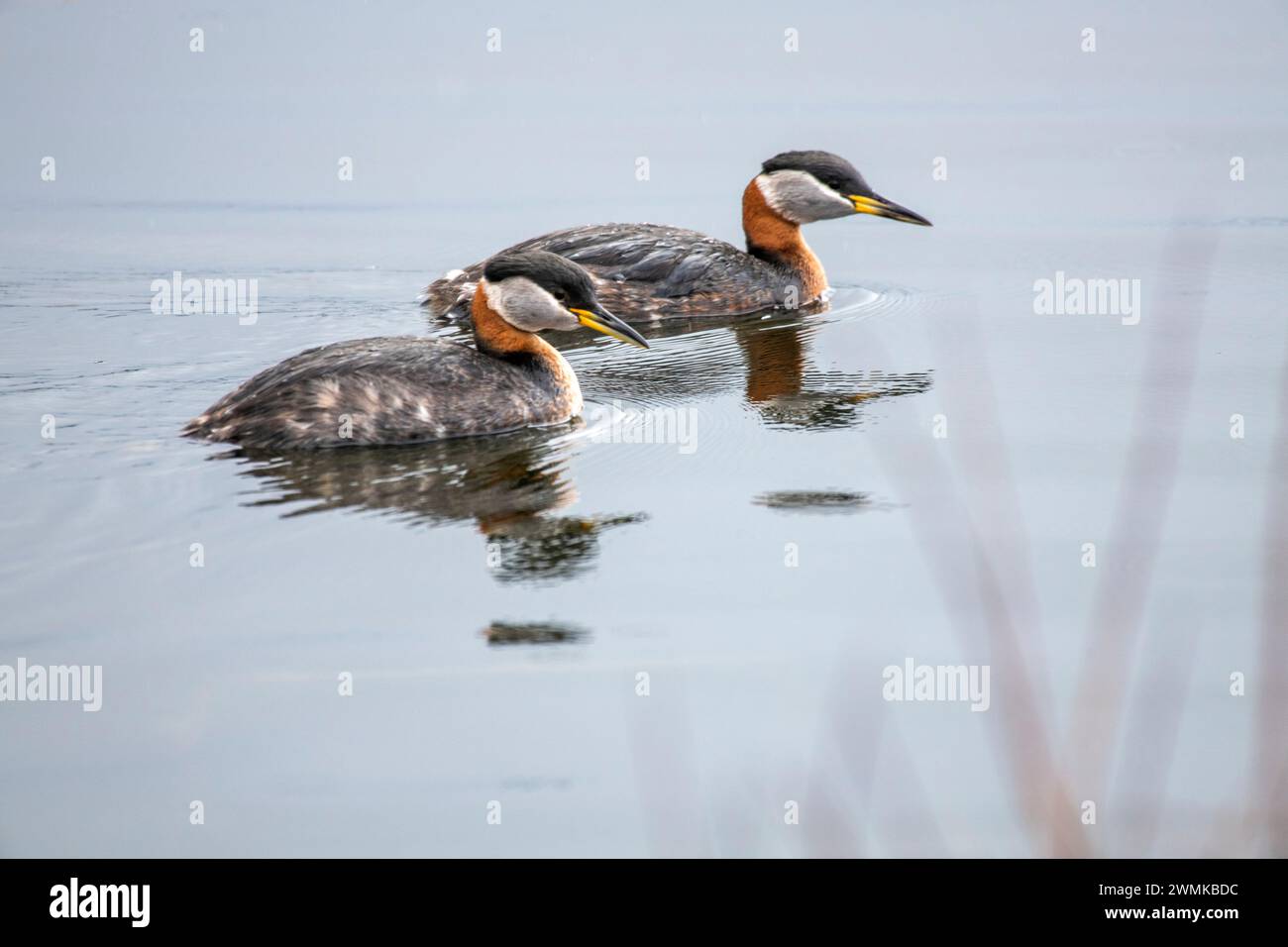 Close-up portrait of a pair of mating, red-necked grebes (Podiceps grisegena) swimming in a pond near 108 Mile Heritage House on the Cariboo Highwa... Stock Photo