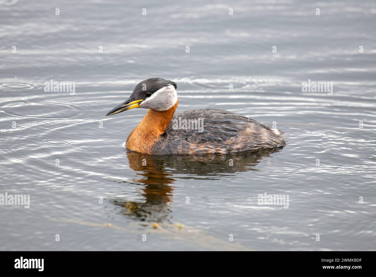 Close-up portrait of a red-necked grebe (Podiceps grisegena) swimming in a pond near 108 Mile Heritage House on the Cariboo Highway in British Colu... Stock Photo