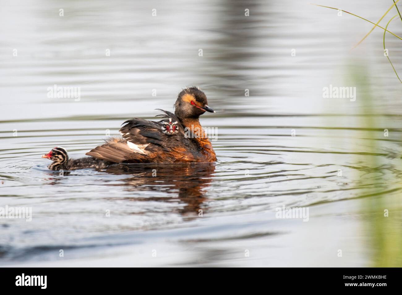 Horned Grebe (Podiceps auritus) with a chick riding on its back and another following behind swimming in a pond on the University of Alaska Fairban... Stock Photo