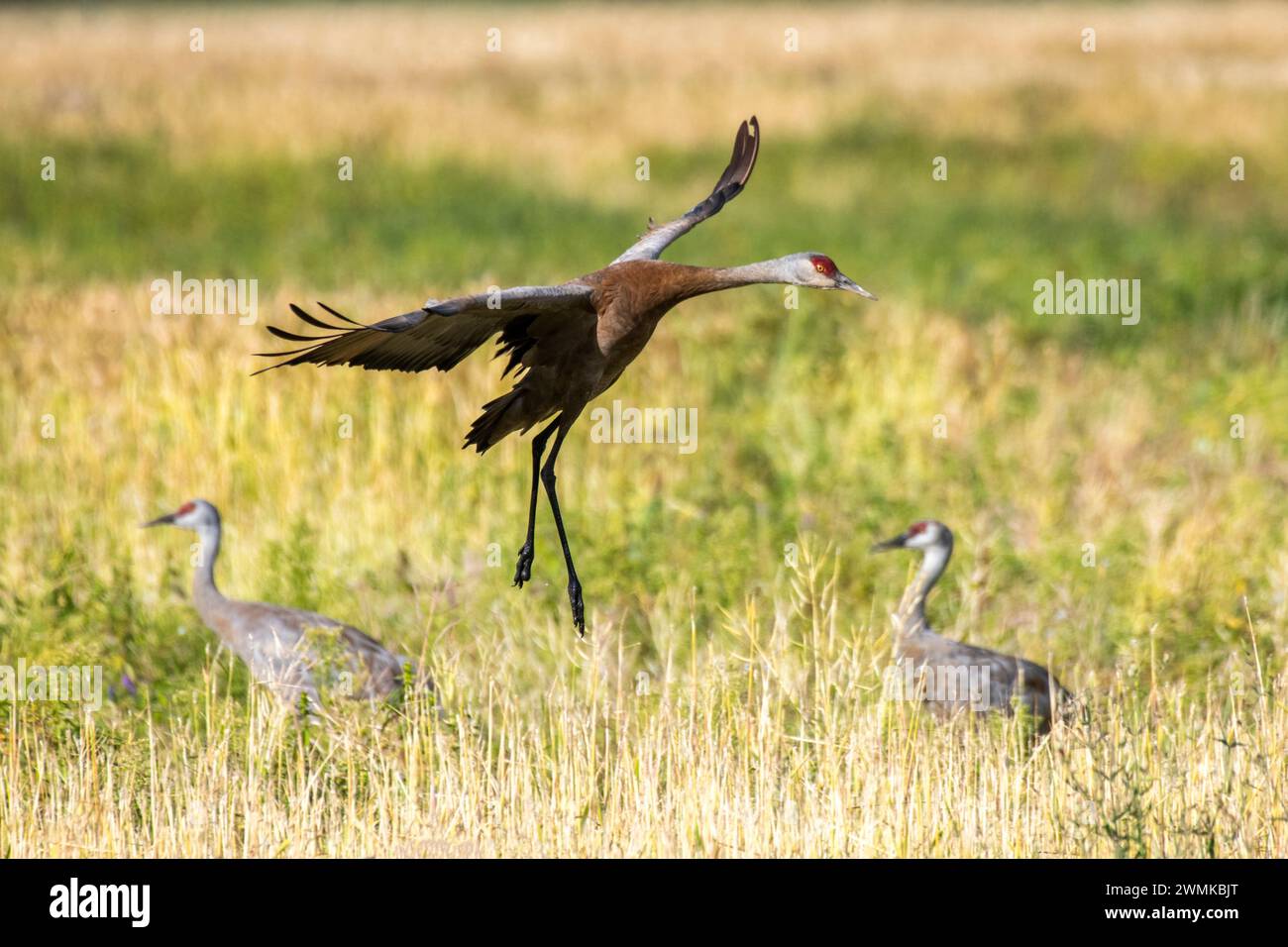 Sandhill Crane (Antigone canadensis) landing in an open field at