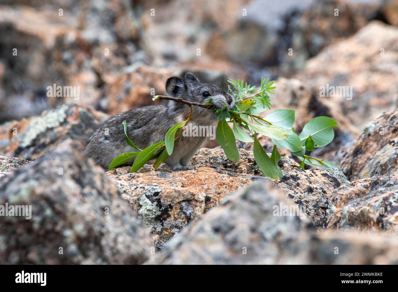 Food cache hi-res stock photography and images - Alamy