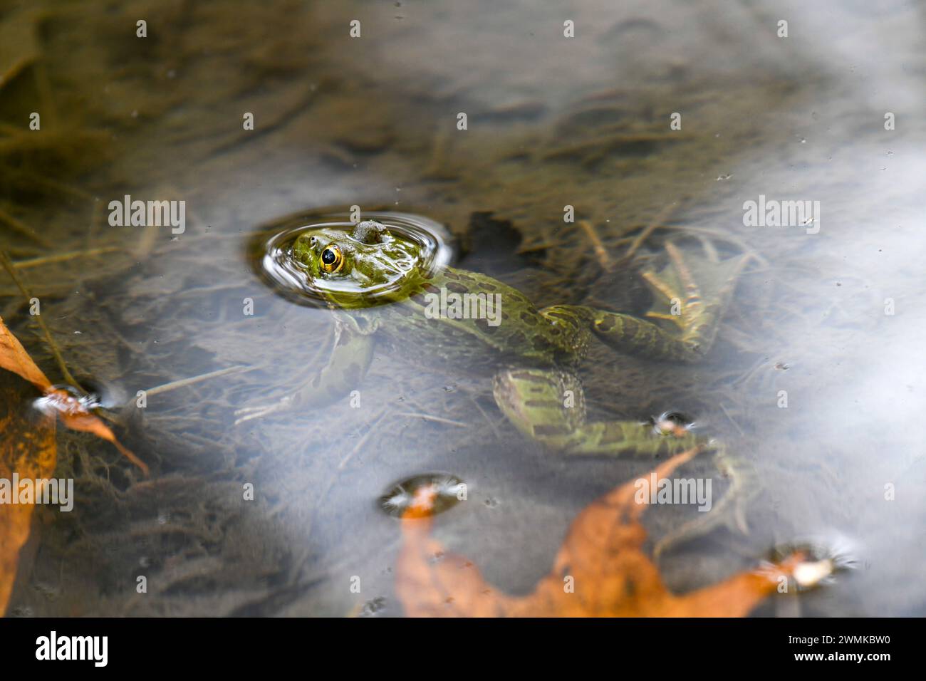 Curated visual reference: Gallery Detail: Partially Submerged Frog Hi Res Stock Photography And Images