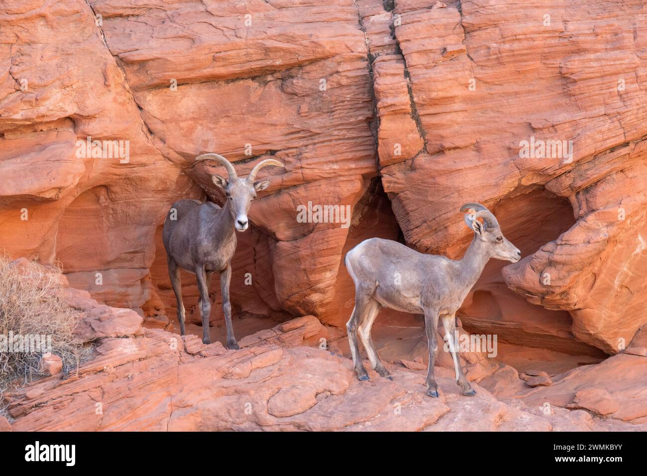 Desert Bighorn (Ovis canadensis nelsoni) ewe and young ram in the red rock cliffs of Valley of Fire State Park, Nevada, USA: Nevada, United States ... Stock Photo
