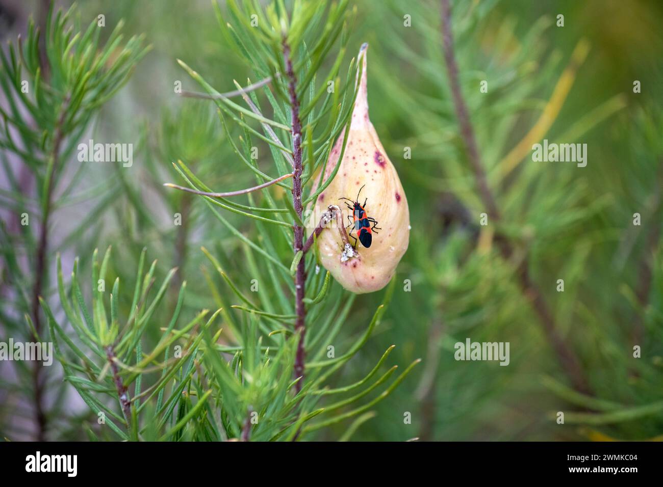 Large Milkweed Bug (Oncopeltus fasciatus) on Milkweed seed pod in Cave Creek Canyon of the Chiricahua Mountains, Southeast Arizona, USA Stock Photo