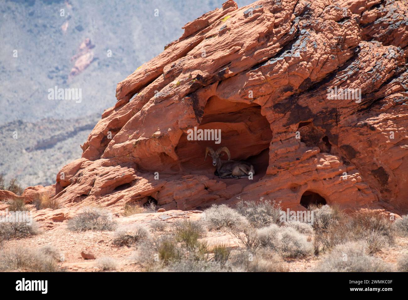 Large Desert Bighorn (Ovis canadensis nelsoni) ram sheltering in the shade of a shallow cave in the red rock cliffs of Valley of Fire State Park, N... Stock Photo