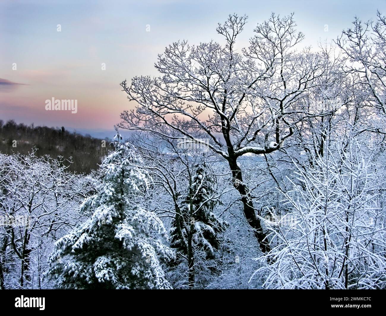 Snow-laden branches are in contrast to the pastels of a mountain dawn; United States of America Stock Photo