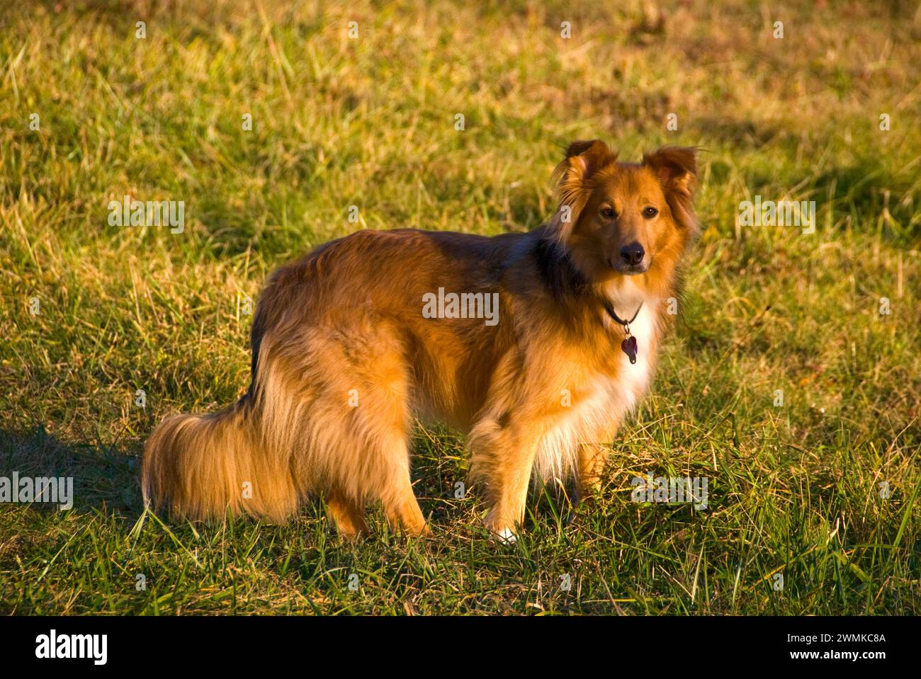 Portrait of a long-haired dog on grass Stock Photo