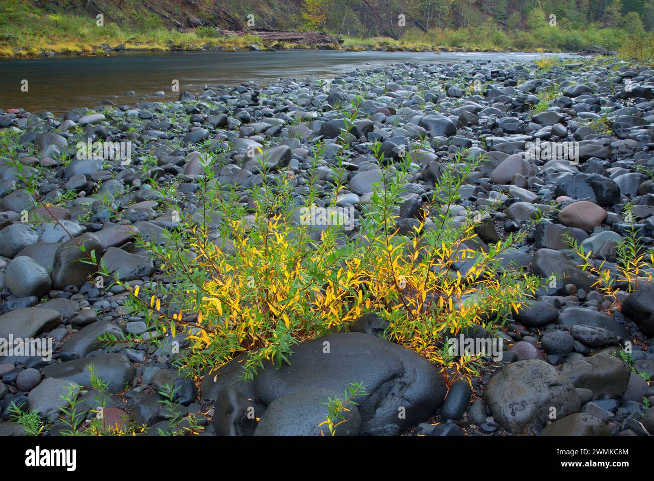 Willow along Clackamas Wild and Scenic River at Lazy Bend Campground