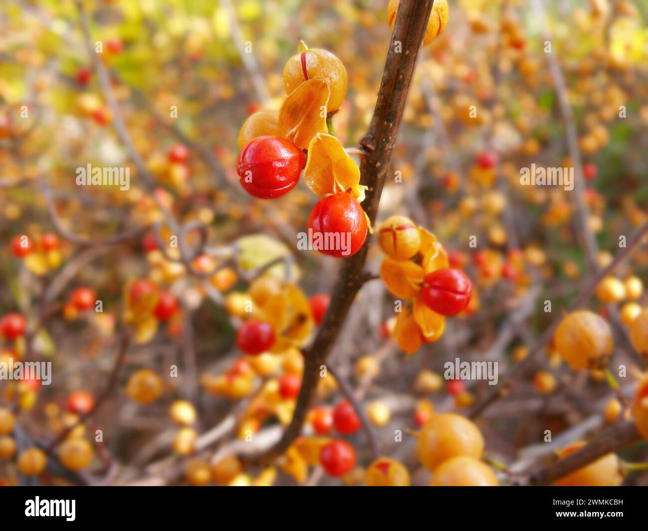 Bittersweet and people hi-res stock photography and images - Alamy