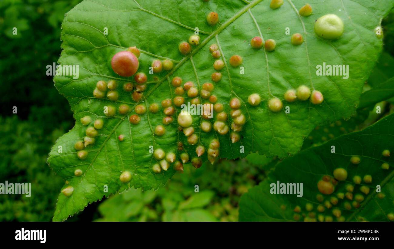 Close-up view of a diseased plant leaf; Fairview, North Carolina, United States of America Stock Photo