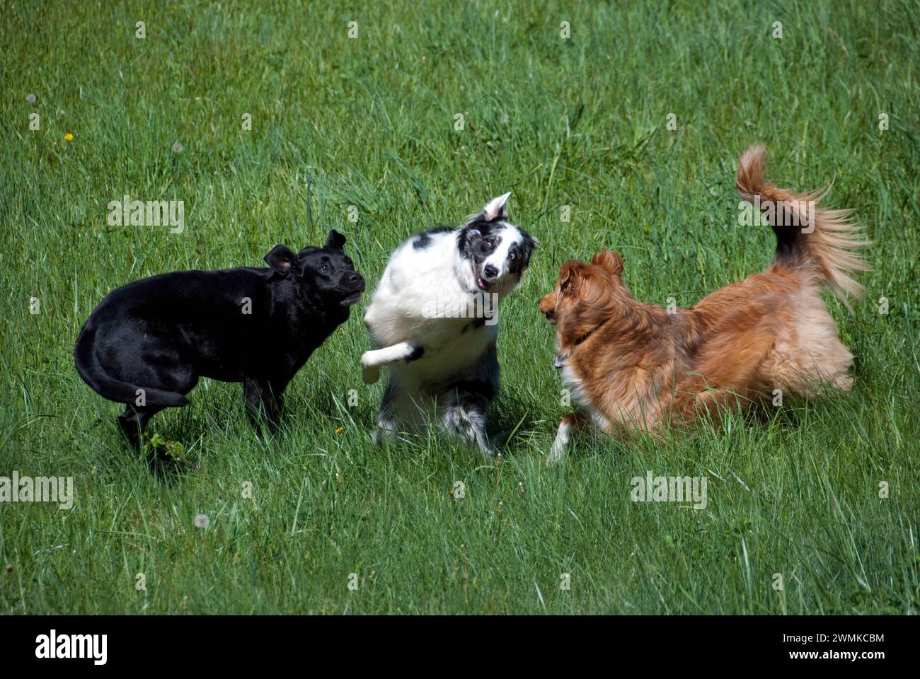 Three dogs playing together in a grass field Stock Photo