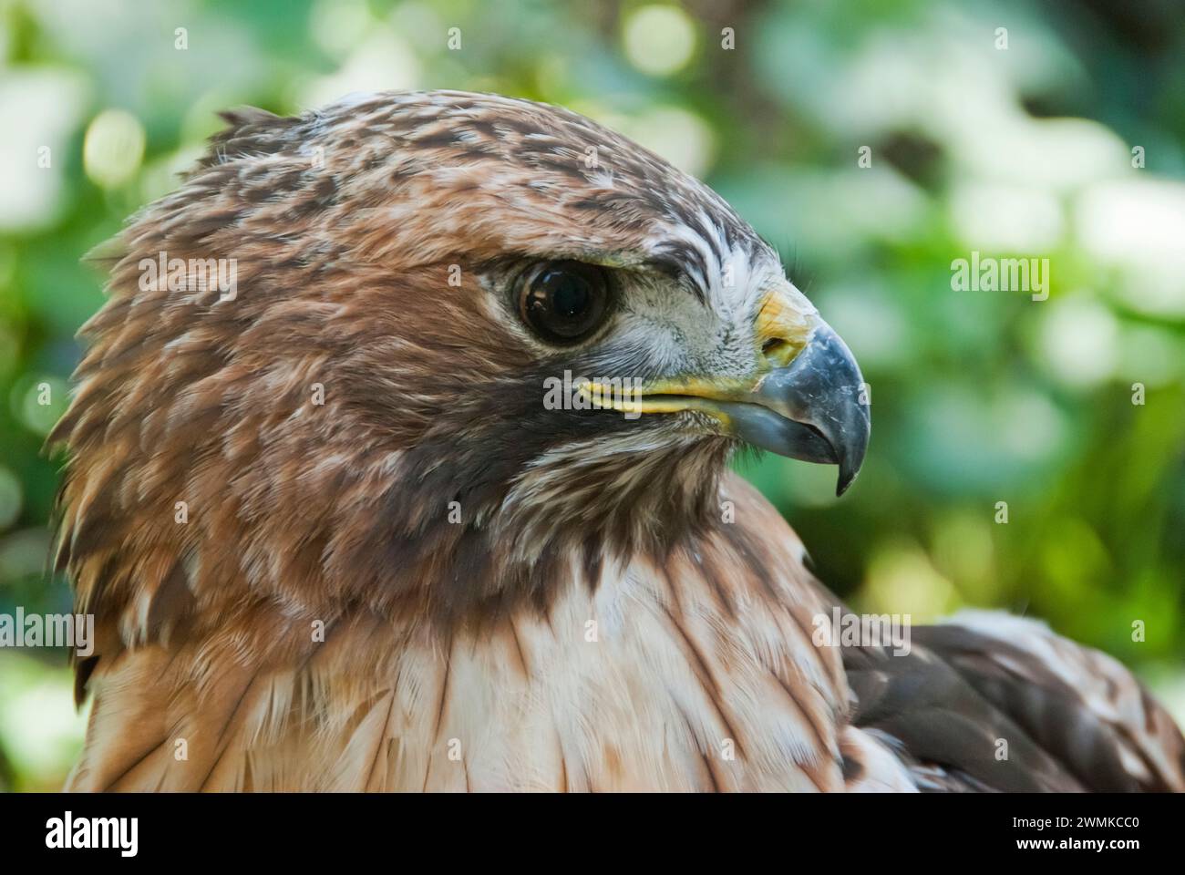 Close-up portrait of the head of a Broad-winged Hawk (Buteo platypterus) Stock Photo
