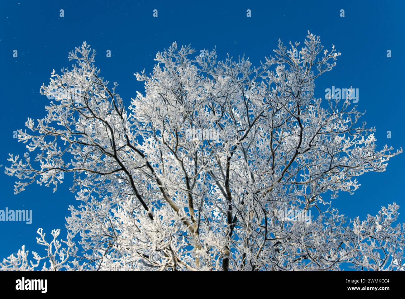 Rime ice covers tree branches against a bright blue sky Stock Photo - Alamy