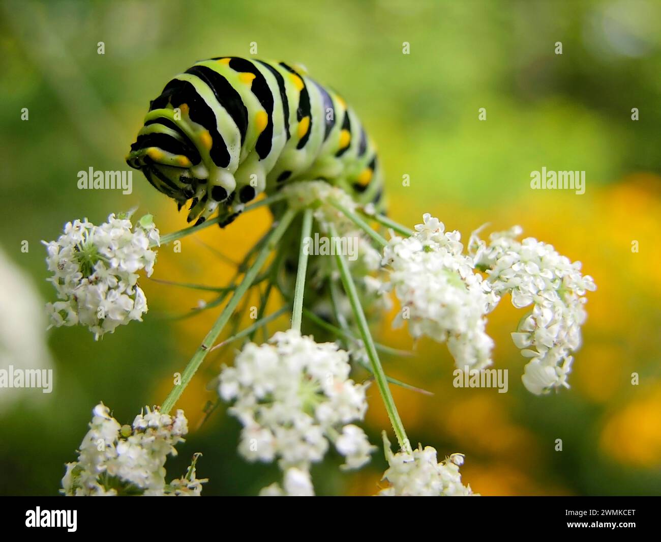 Parsley worm Caterpillar (Papilio polyxenes) crawling over a blossoming plant Stock Photo
